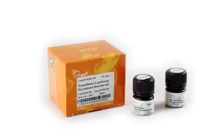 【上海BPD推荐】TransDetect®  Luciferase Mycoplasma Detection Kit 