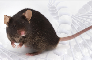 B6-Alms1-del肥胖模型及其药效评价