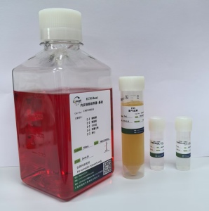 内皮细胞培养基（ECM）