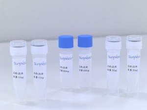 Daclizumab Biosimilar 抗体