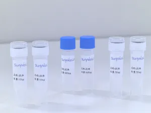 Daclizumab Biosimilar 抗体