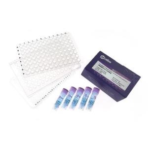 【试用】PCR 96孔板，透明，无裙边 0.1ml规格+1ml QPCRMIX
